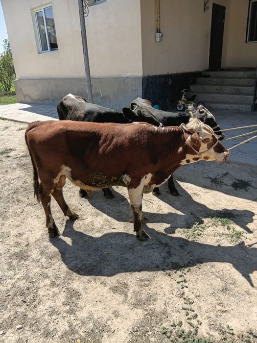 Бұқалар сатылады. Продам бычков