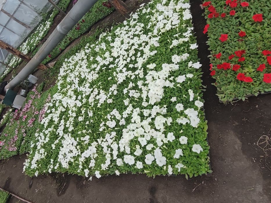 Продам рассаду цветов