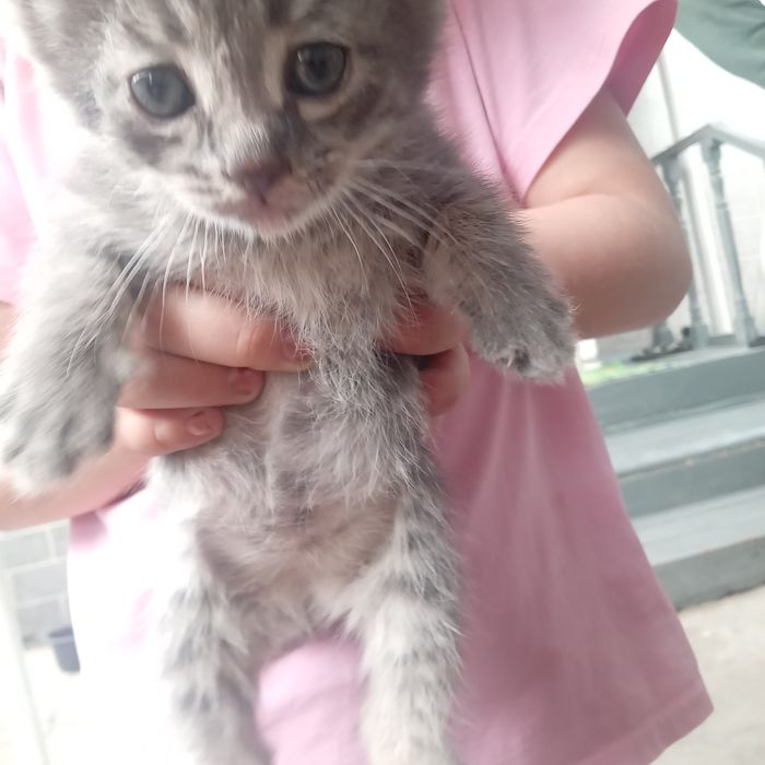 Котята бесплатно