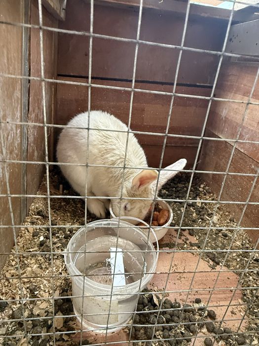 Quyonlar ko'p xarxilidan bor qizbola erkaklari