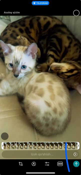 Elitniy bengallar arzon narxda sotiladi