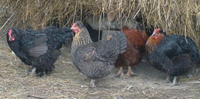 15 pasari de curte (gaini, rate lesesti, rate Rouen) la schimb pe iedute sau mielute