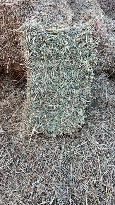 Сена зеленое хорошее с доставкой