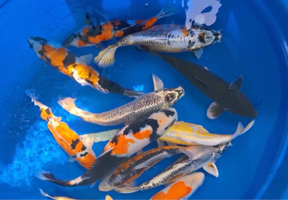 Кои ыба для пруда