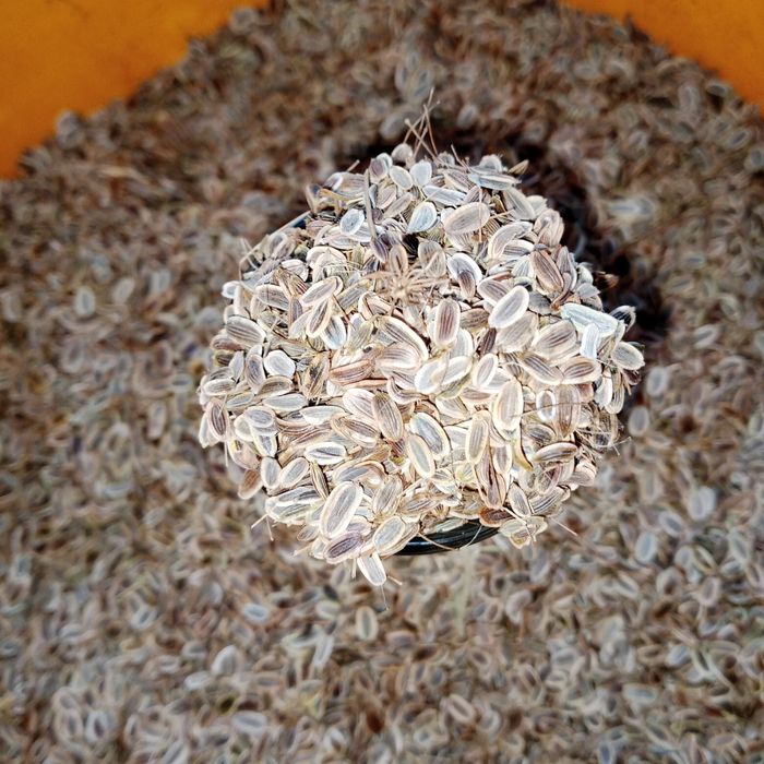 Продам семена укропа