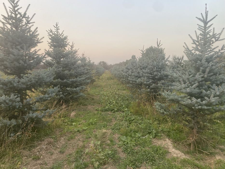 Ель голубая