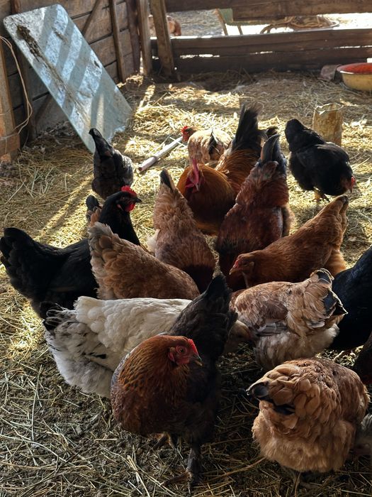 Куры тауық әтеш