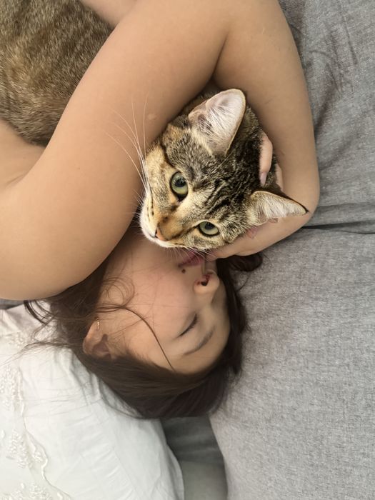 Кошка домашняя в добрые