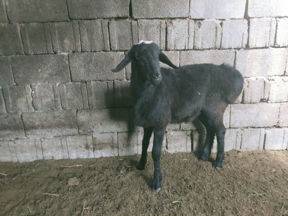 Тоқтылар сатылады