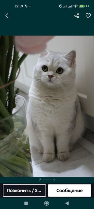 Британская шиншила