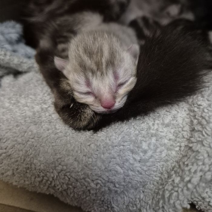 Котята шотландские