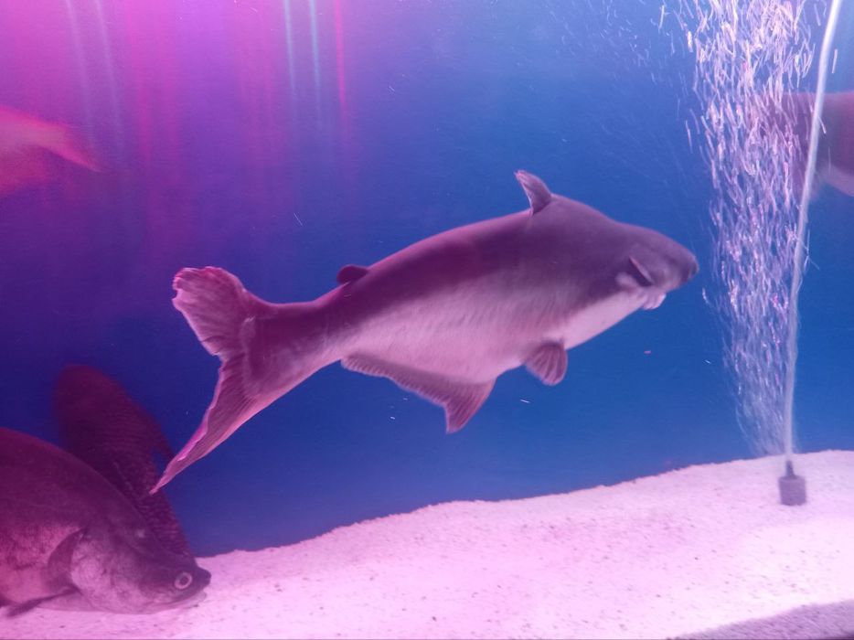 Aravana 2ta Indiski noj 2ta Akula 2ta oq akula 2ta pilisos 3ta