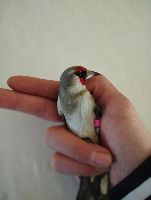 Кокил дурагай сава Срочно Сотилади отборный