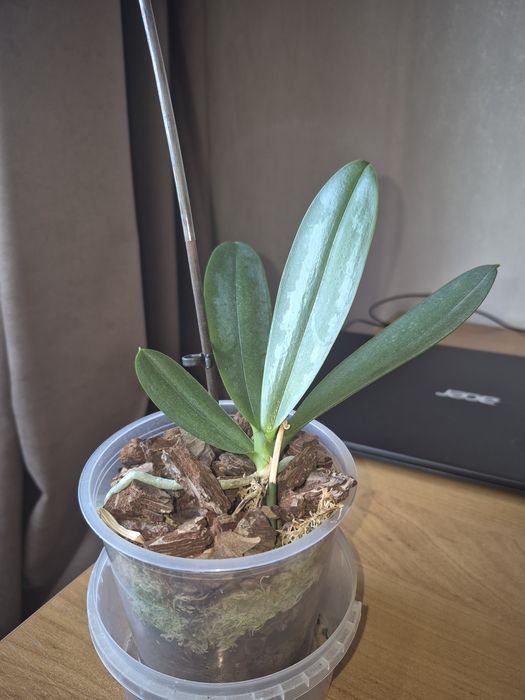 Продам орхидею фаленопсис