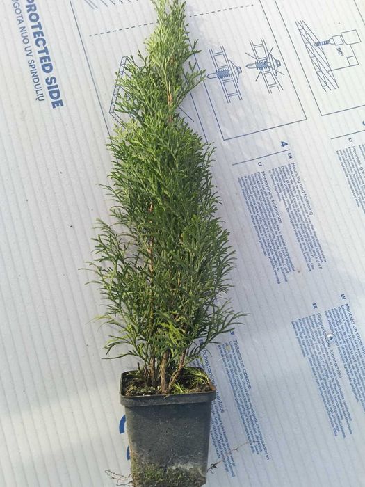 Tuia Emerald, înaltă între 40-60 cm, în oale p9