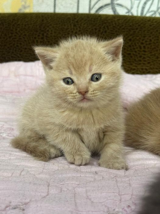 Продам котят бриташки