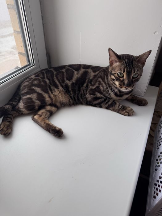 Бенгальский кот кастрированный
