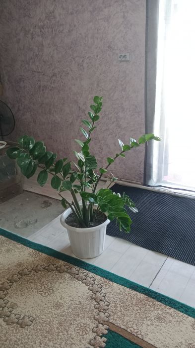 Доллар гүлі сатылады бағасын келісуге болады.