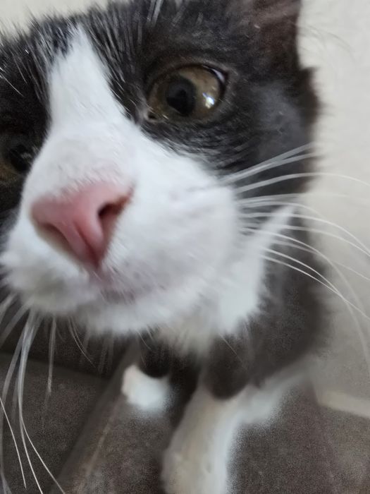 Котята 3 месяца рыжие мальчики