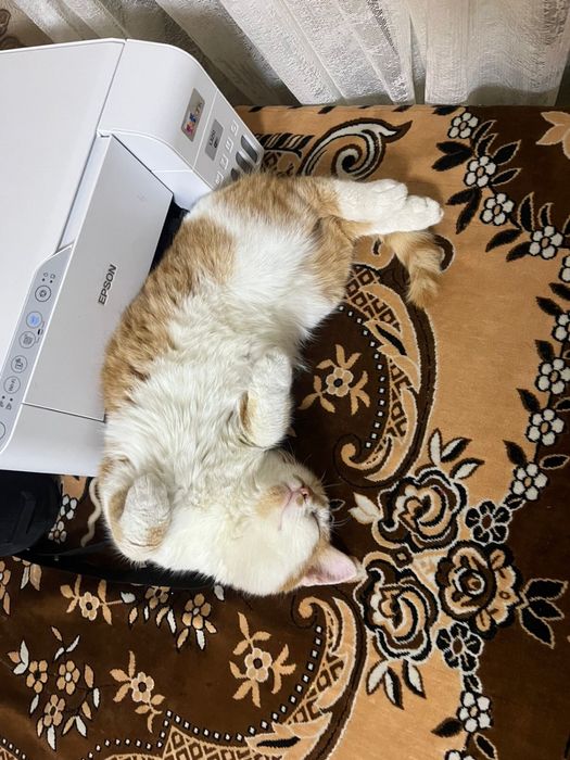 Бесплатно очень ласковый и игривый кот