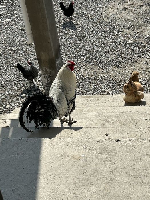 Петух породистый продается