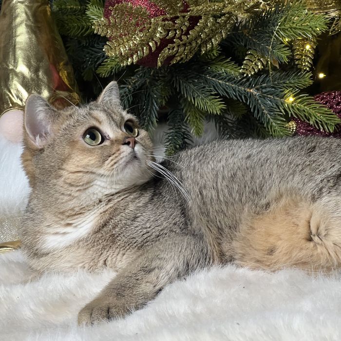 Девочка золотого окраса