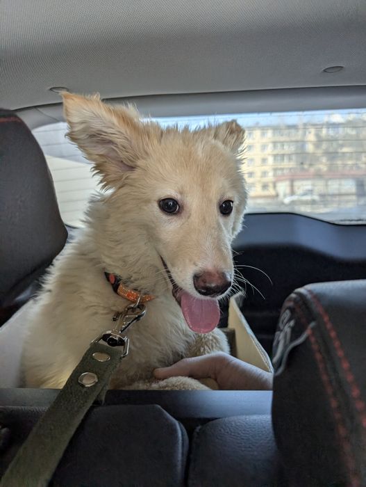 Очаровательный пёсик ищет дом