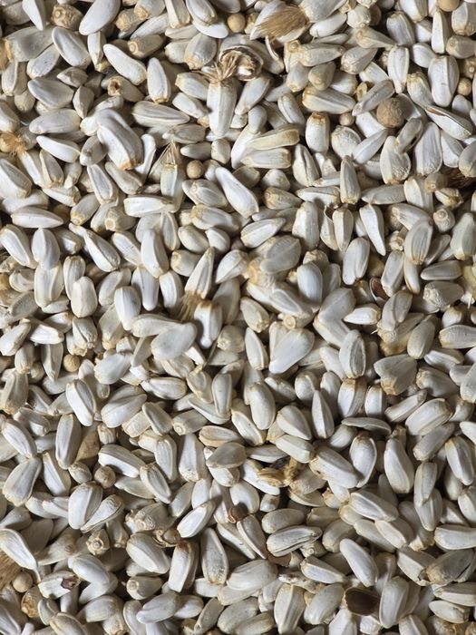 Семена софлора для посева