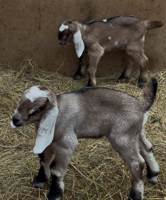 iezi anglonubian rasa pura