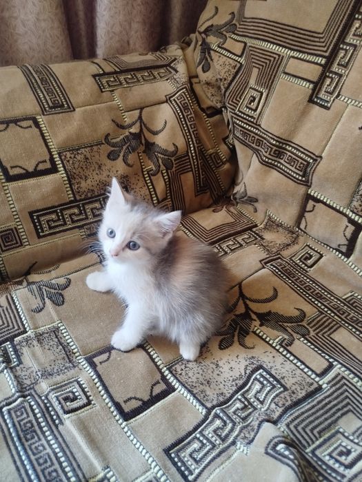 Отдам котят в хорошие руки
