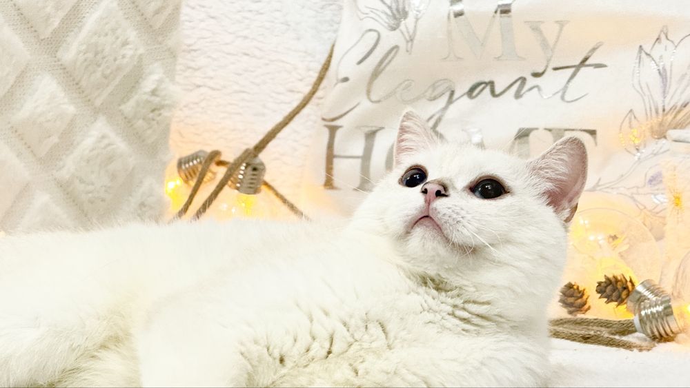 продается чистокровный кот