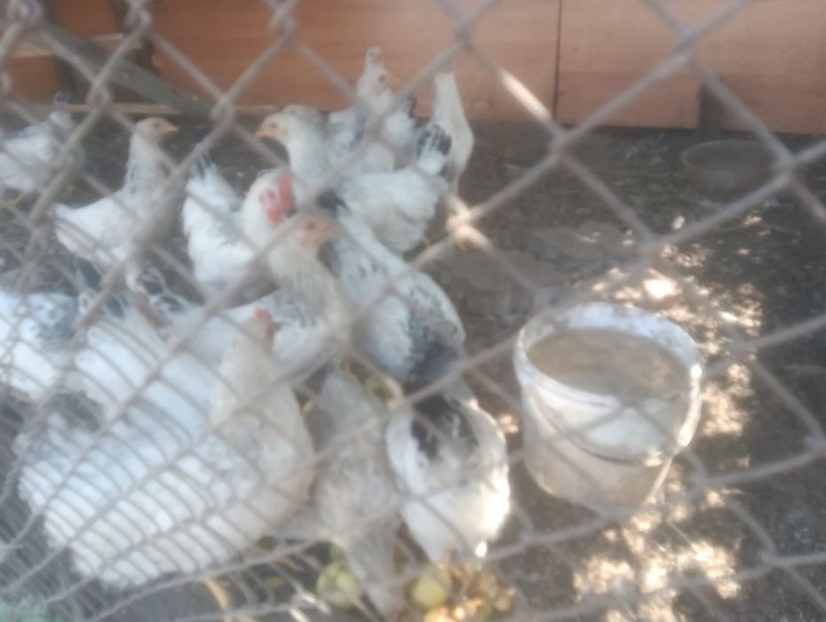Продам кур и циплят