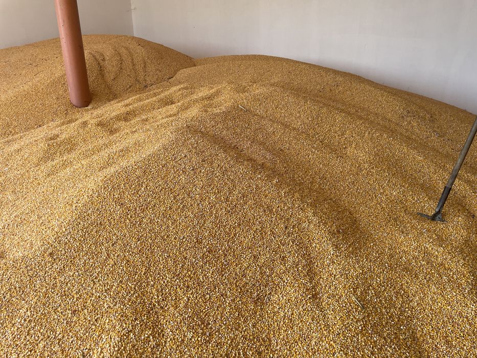 Porumb, malai  de vanzare