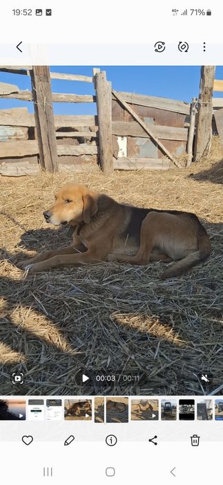 Русская гончая (гончак)