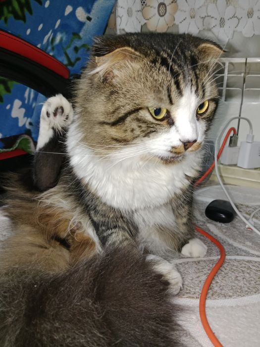 Отдам  кота в добрые руки