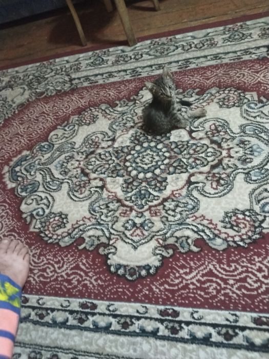 Отдам котят два мальчика и одна девочка