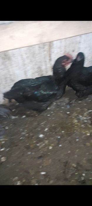 Продам петушков и курицу