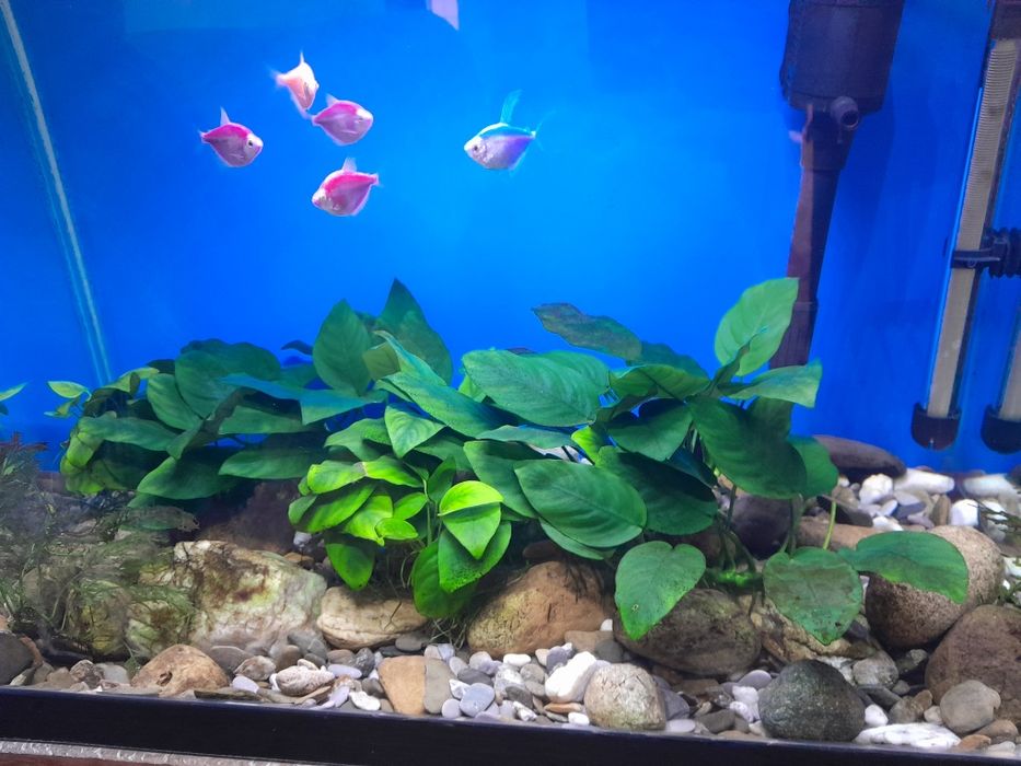 Продам растение для аквариума 1200