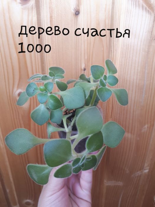 Комнатные цветочки