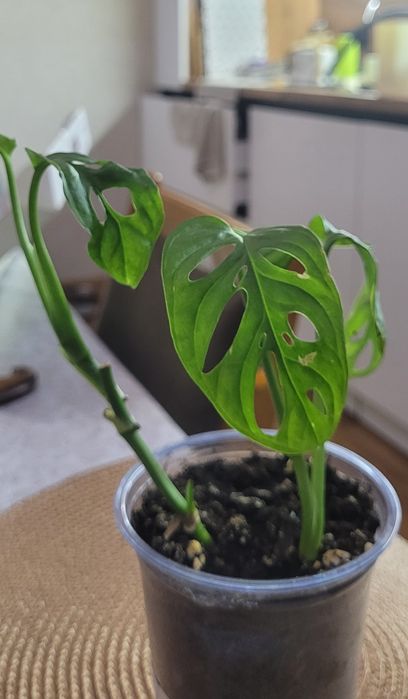 Monstera adansonii