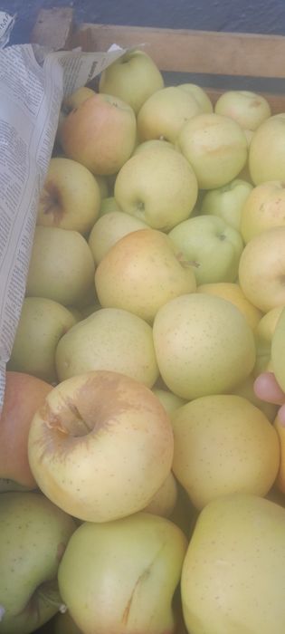 Яблоки тургеньские