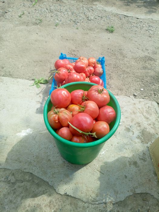 Продам помидоры свежие