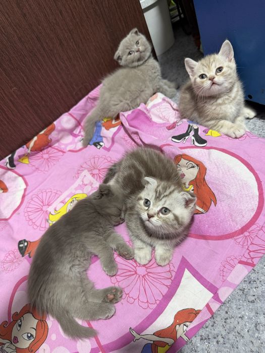Продам красивых котят