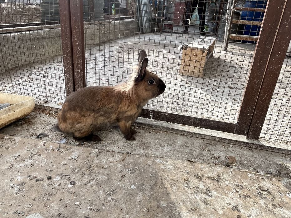 Кролик самка декоративная