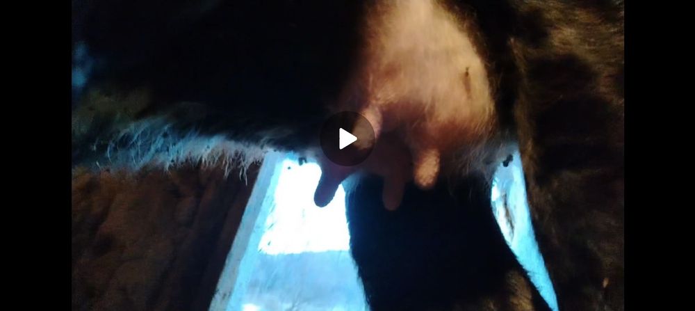 sigir 1 qorin sotiladi