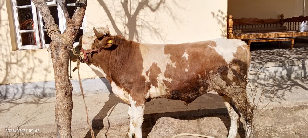 Smental hoʻkiz sotiladi