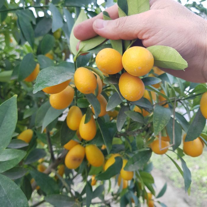 Кумкват кучатлари сотилади