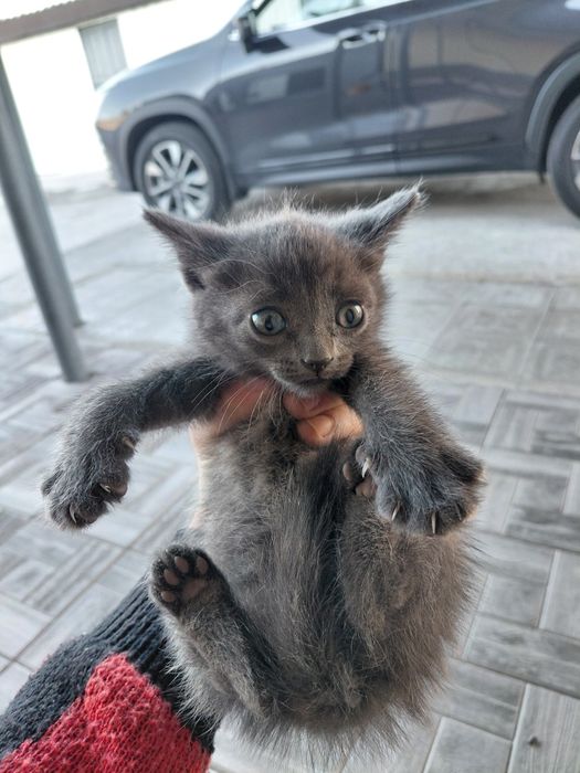 Отдам котят добрые руки