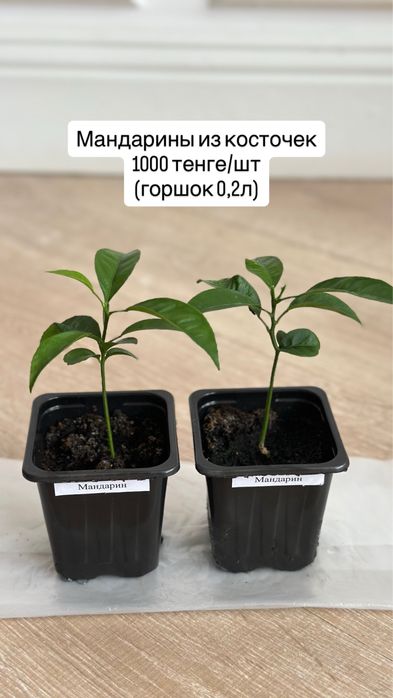 Плодовые растения из косточек и зерен, сосна