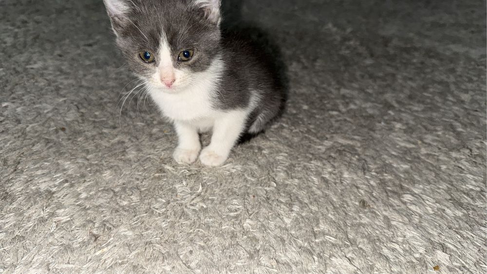 Отдам в хорошие руки